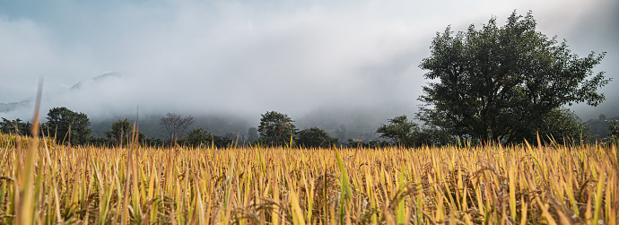 Taichung Waipu-Wangyou Valley, the avenue between the fields.