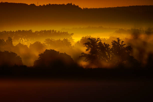 istock morning view on the fog in forest 1289794095