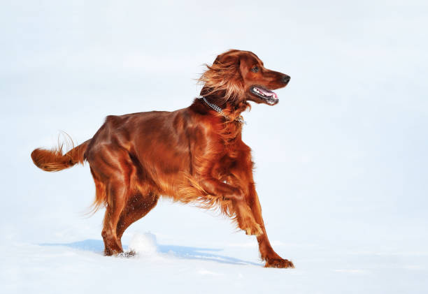 Dog breed Irish Red Setter. Dog breed Irish Red Setter. Wintertime horizontal outdoors image. irish setter stock pictures, royalty-free photos & images