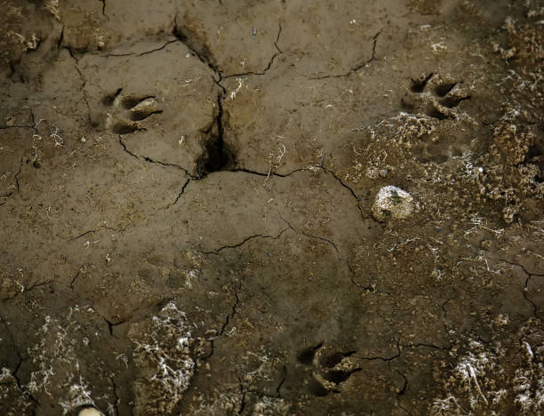 istock Dog tracks on the ground 1289796526