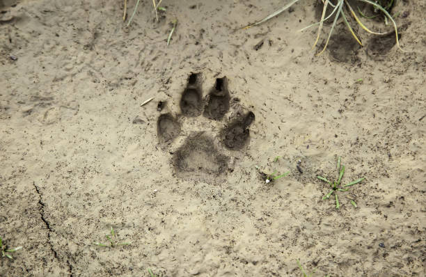 istock Dog tracks on the ground 1289796527