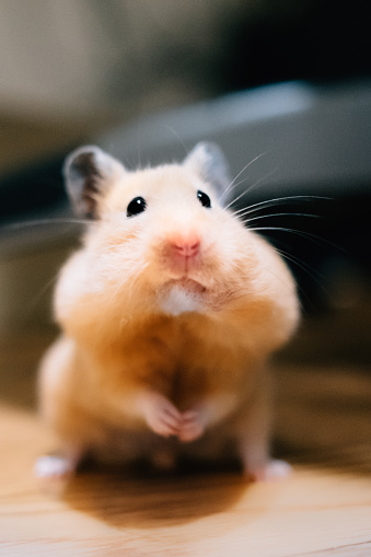 Funny fluffy Syrian hamster eats a a grape berry, stuffs his cheeks. Food for a pet rodent, vitamins. Close-up