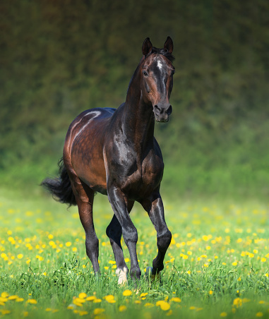 Beautiful bay horse running in meadow. Summertime vertical outdoors image.
