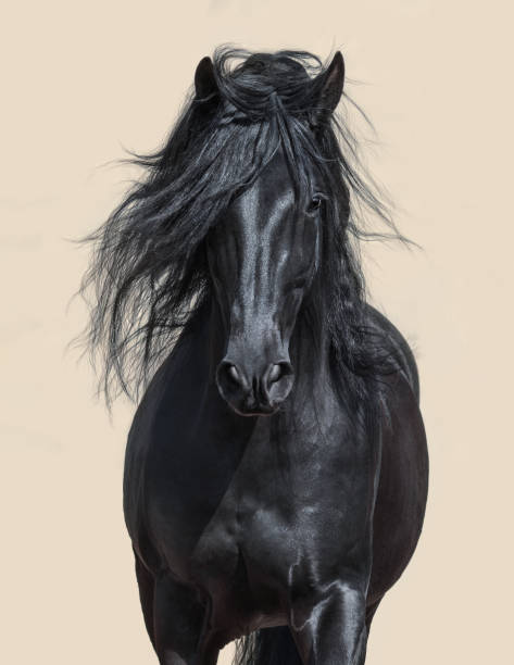 caballo andaluz negro con melena larga. - stallion fotografías e imágenes de stock