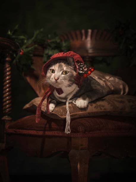 painterly portrait of cute cat in fancy attire, looking at camera stock photo