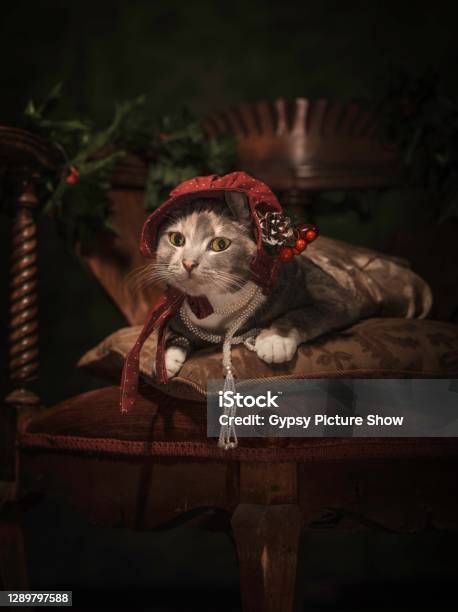 Painterly Portrait Of Cute Cat In Fancy Attire Looking At Camera Stock Photo - Download Image Now