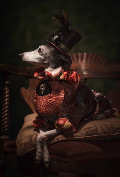 живописный портрет итальянской борзой собаки в модном наряде - prissy стоковые фото и изображения