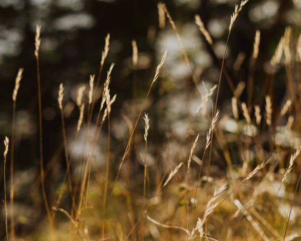 istock Wild grass in the fall gone to seed 1289799434