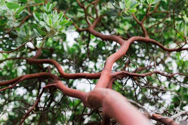 Manzanita bush trunk and leaves
