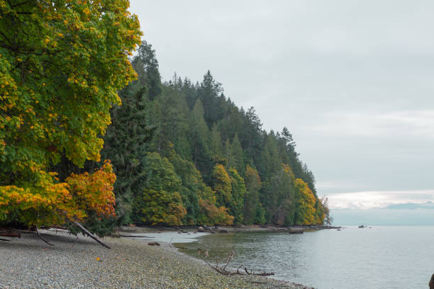 Autumn trees along coast of Cortes Island, BC