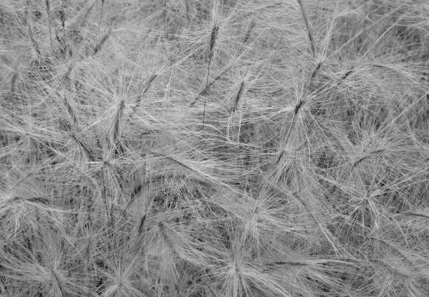 Black and white photo of Foxtail grass.