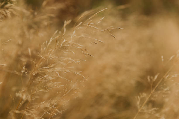 istock Wild grass in the fall gone to seed 1289801660