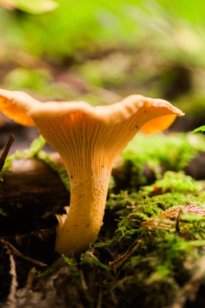 istock Chanterelle mushroom growing from moss 1289801714