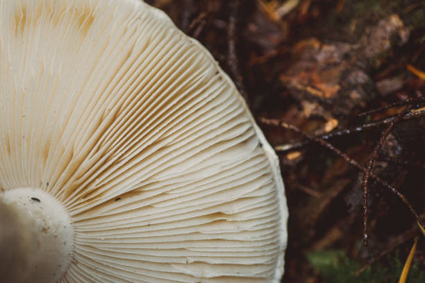 White mushroom gills on forest floor