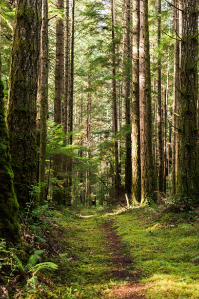 istock Trail through mossy forest on Cortes Island, BC 1289803472