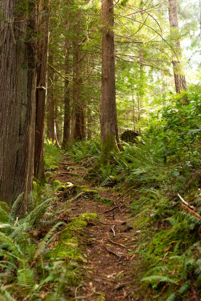 istock Trail through mossy forest on Cortes Island, BC 1289803534