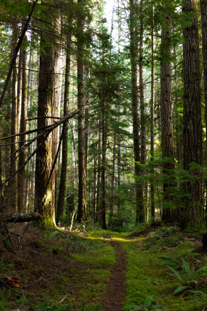 istock Trail through mossy forest on Cortes Island, BC 1289804045
