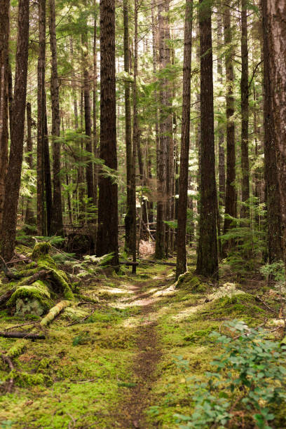 istock Trail through mossy forest on Cortes Island, BC 1289804061