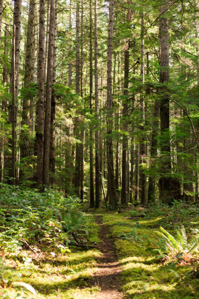 istock Trail through mossy forest on Cortes Island, BC 1289804078