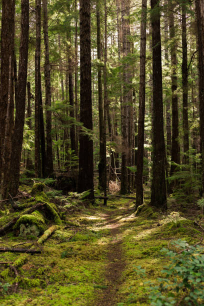istock Trail through mossy forest on Cortes Island, BC 1289804100