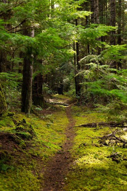 istock Trail through mossy forest on Cortes Island, BC 1289804134