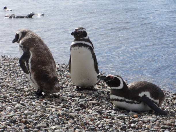 istock Penguins in Deseado estuary 1289805004