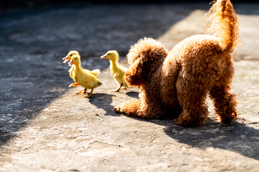Poodle dog play with duckling