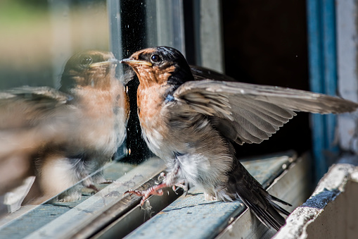 Close up of a baby swallow reflecting in a window