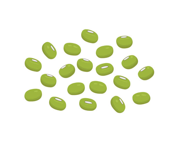 ilustrações, clipart, desenhos animados e ícones de feijões-mung - mung bean