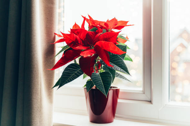istock Christmas Poinsettia in ceramic pot 1289812444