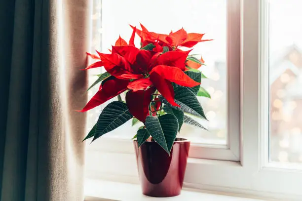 Christmas Poinsettia in ceramic pot. Christmas traditional red flower on the window