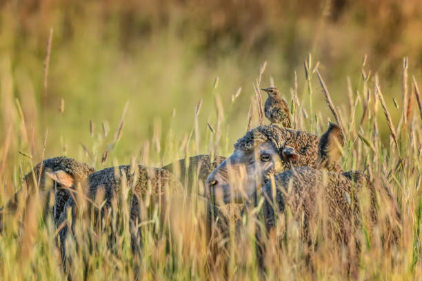 Sheep with bird perched on them Sheep out in the field with Juvenile Starling sitting on them sheep flock stock pictures, royalty-free photos & images