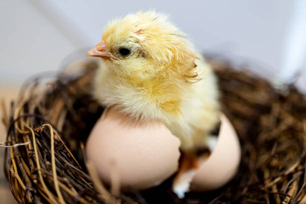 kleines huhn - chicken hatchery stock-fotos und bilder