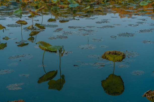 White water lilies and leaves in lake.  Beijing, China