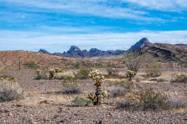 istock A Teddy Bear Cholla along Quartzsite, Arizona 1289816162