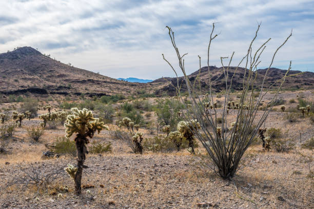 istock A Teddy Bear Cholla along Quartzsite, Arizona 1289816170
