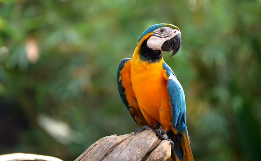 Blue and yellow macaw tropical bird,  rainforest stock photo