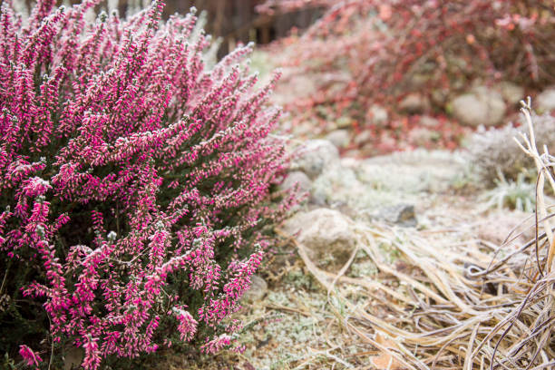 Bright colorful blooming heather Calluna vulgaris with ice crystals. Beautiful soft atmospheric background in pastel light colors. Natural white heather flowers, selective focus