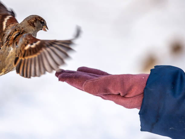 istock A sparrow sits on a man's hand and eats seeds. 1289819797