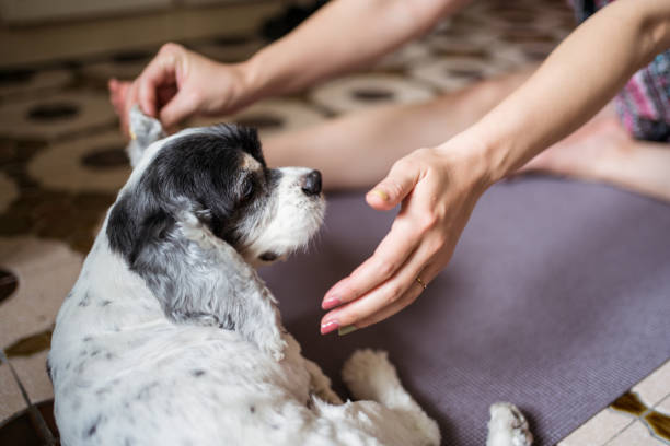 istock Unrecognizable woman playing with white Cocker Spaniel dog 1289819849