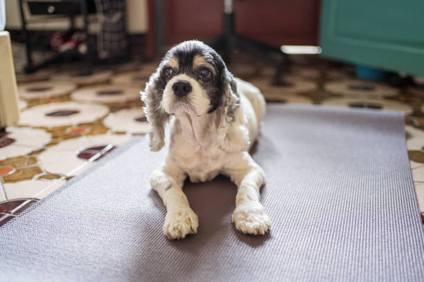 White Cocker Spaniel dog on purple yoga mat in Asian home bedroom