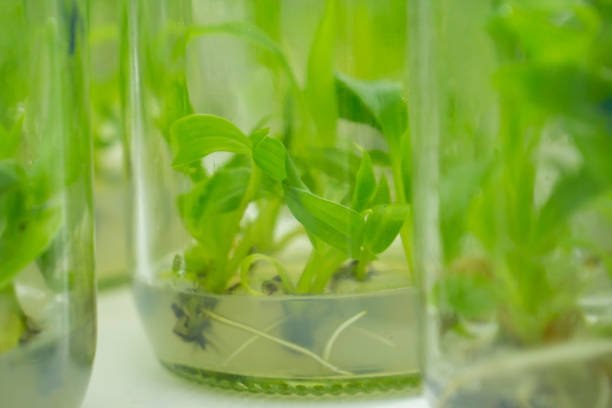 istock plant cell and tissue culture technology laboratory 1289824215