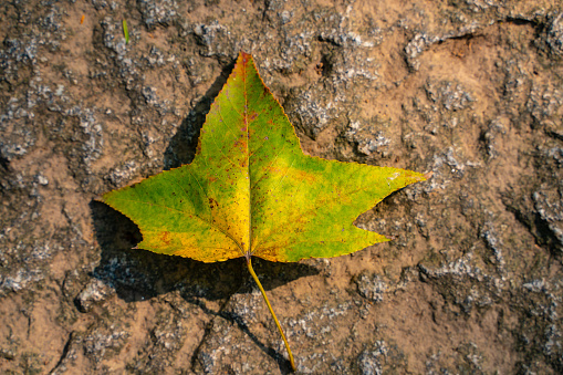 Close view of a yellow fallen leaf on ground.