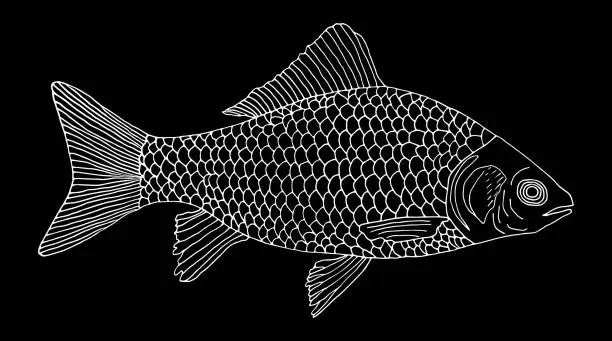 Vector illustration of Crucian carp fish hand drawn, white contour on black background. River fish with scale, gills. Vector illustration.