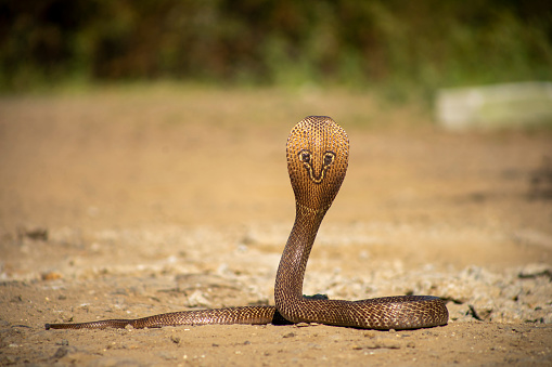 Indian Spectacled Cobra seen on a sunny winter day.