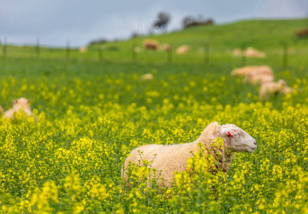 istock Sheep grazing in canola in spring 1289832904