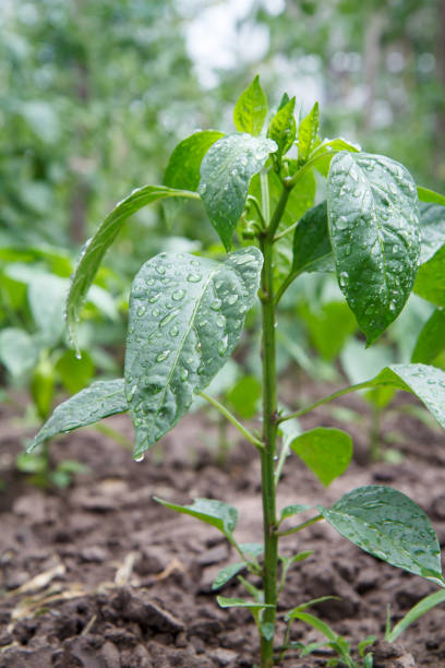 arbusto de pimenta verde que cresce no jardim. - pepper bell pepper growth ripe - fotografias e filmes do acervo