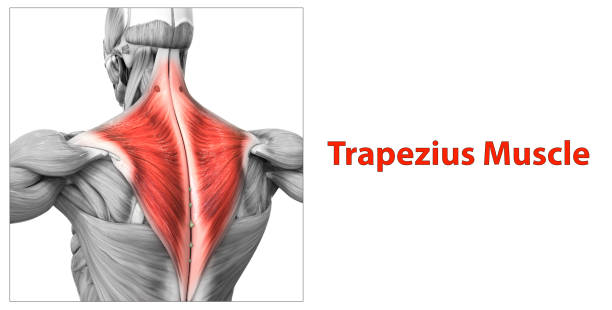 istock Human Muscular System Torso Muscles Trapezius Muscle Anatomy 1289833927