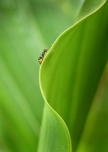 istock An ant walking on the edge of green lily leaf, portrait format 1289835823