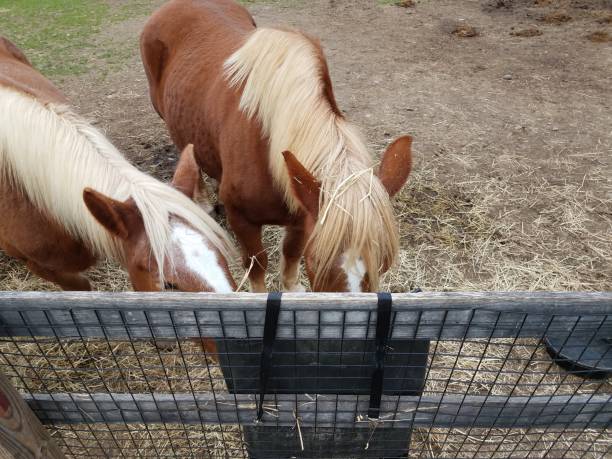 istock brown horses eating out of a feed bag 1289836621